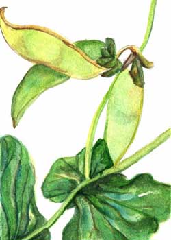 "Garden Gems - Peas" by Sandy Kessel, East Troy WI - Watercolor